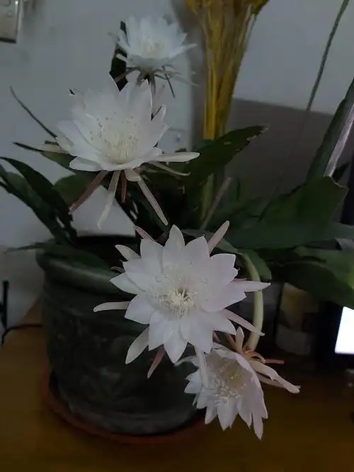 室内盆栽新宠小叶昙花每年开花好几次一卉能熏一室香