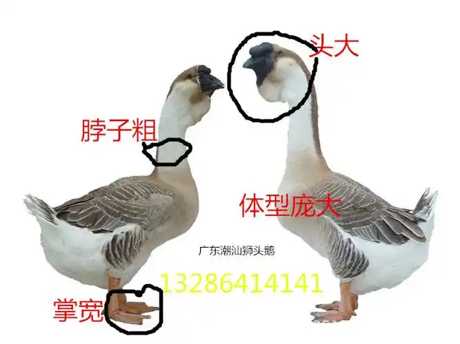 (鲜肉)汕头狮头鹅 鹅翅膀 鹅肠 鹅胗 鹅掌 鸭肉 鸡肉 .