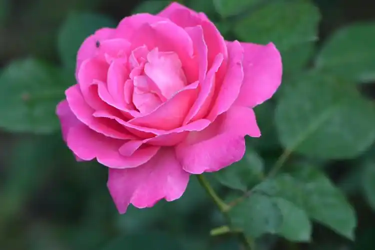 玫粉色月季花,原创拍摄