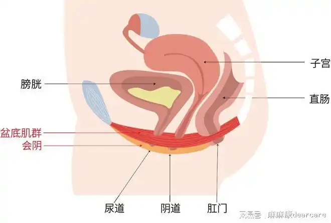揭秘六大误区|细菌|白带|尿道|分泌物_网易订阅
