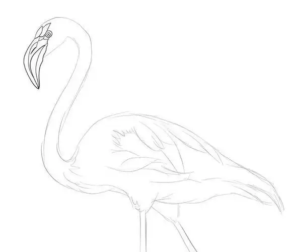 线描动物火烈鸟,简单的线条,画完太好看了