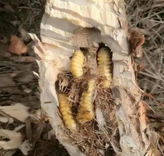天牛幼虫的发生规律及防治方法