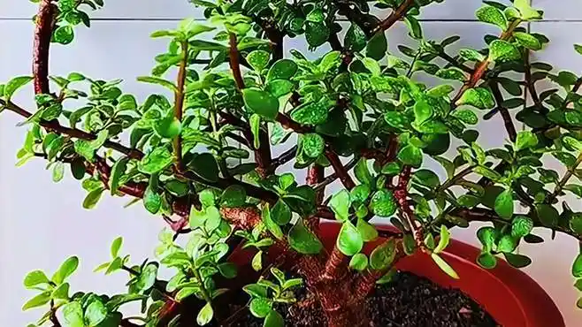 金枝玉叶有什么功效-生活视频-搜狐视频