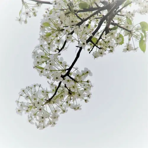 梨花:花瓣洁白丰润,一簇簇地开放在绿叶间,花蕊颜色深,略带点红色,快