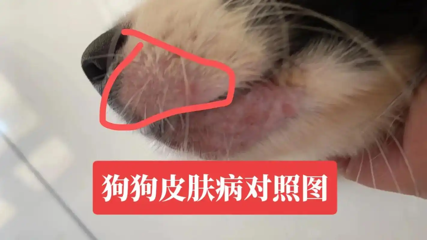 创作灵感 #狗皮肤病 #萌宠 #善待动物 - 抖音