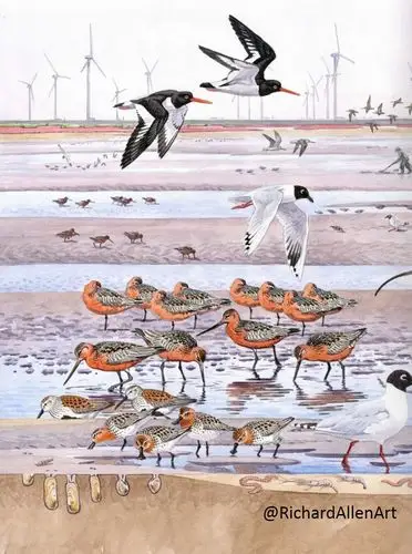 【2020】鸟类新知 | 江苏南部沿海地区是勺嘴鹬的"更衣室"