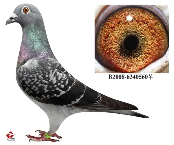 眼睛信鸽特征编 号:398026鸽 名:羽 色:雨点收 藏:点击收藏环 号:b