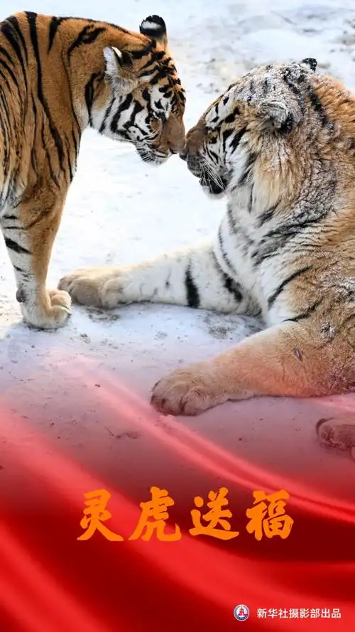 灵虎送福虎财虎运虎福到祝你瑞虎迎春虎安虎乐虎开阳祝你一起学说虎年