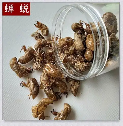 蝉蜕秦巴山区野外生长统货蝉蜕产地一手货源水洗蝉蜕提前订货