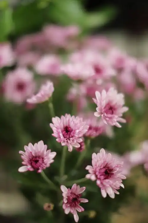 佳能eos 6d mark ii实拍样片(13)