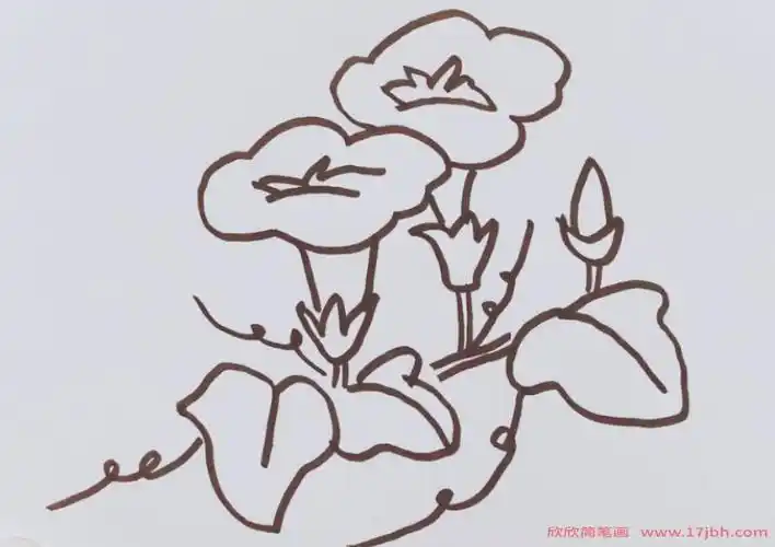千牛花简笔画 千牛花怎么画-牵牛花简笔画-欣欣简笔画