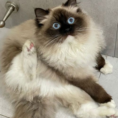 活体布偶猫重点色幼猫纯种赛级布偶猫活体长毛幼崽巧克力色海豹色