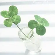 四叶草图片头像 好看的小清新风格四叶草头像图片_植物头像_美头网