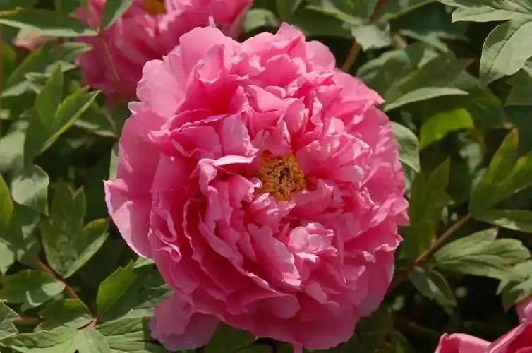 洛阳最全牡丹品种介绍,送给正在赏牡丹的你