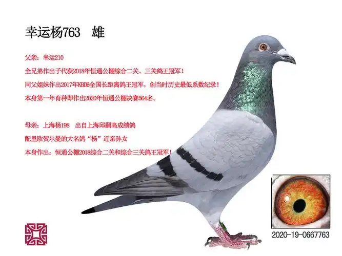 "幸运422"速霸龙超级种雄,缔造名鸽"创记录"多羽鸽王冠军