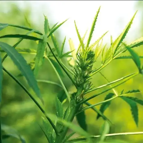 黄麻,美丽的植物