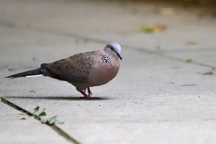 大明湖公园一一觅食的珠颈斑鸠