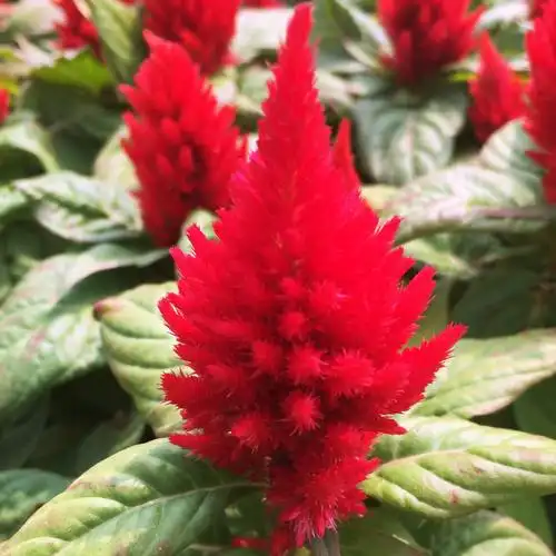 厂家直供火炬鸡冠花凤尾多头红色四季花卉种子矮杆观赏基地自繁