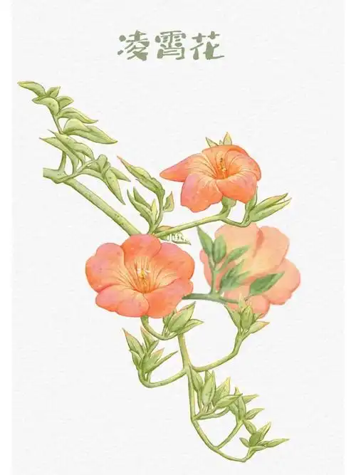 板绘水彩凌霄花含绘画过程图