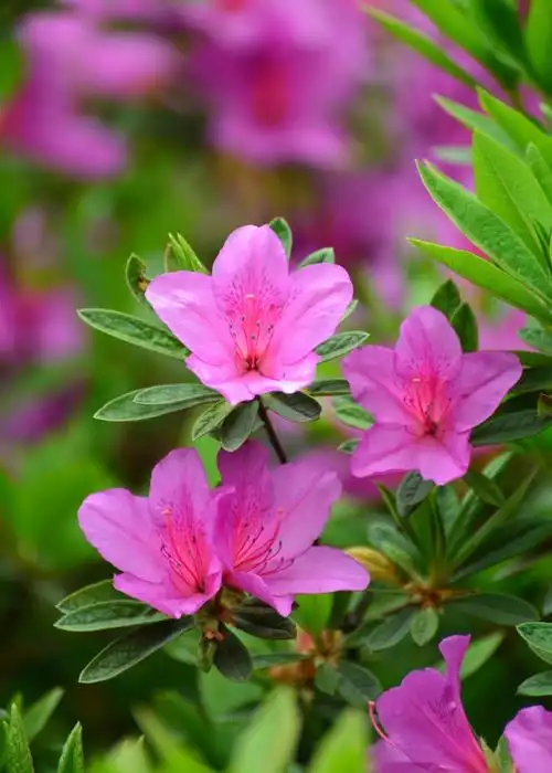 《杜鹃花》--宋·徐渭烟雨艳阳天,山花发杜鹃.魂愁数叶暗,血渍一丛鲜.