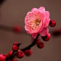 美丽的红梅花头像图片_微信头像图片大全