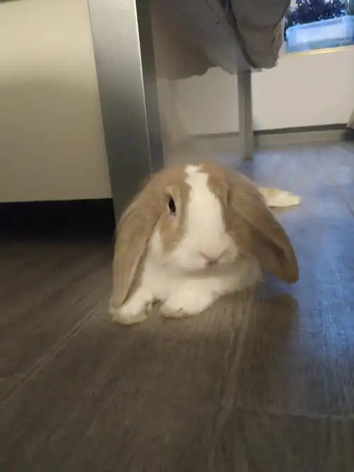 已经成年了的小兔兔