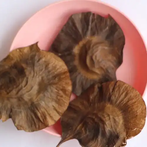 紫檀新采紫檀种子小叶紫檀种子绿化行道林木苗木植物