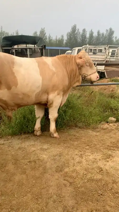 莱州肉牛老葛西门塔尔黄白花