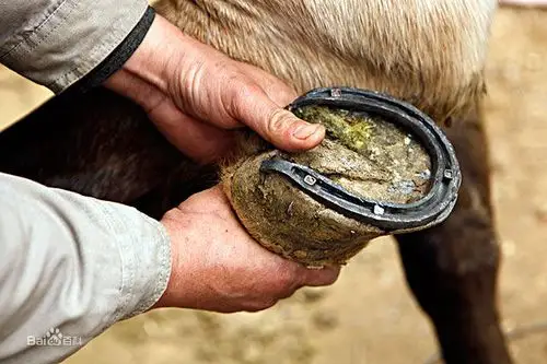 (装订在马蹄上的铁制蹄型物)