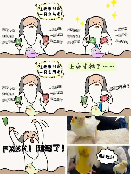 上帝在创造玄凤鹦鹉时一定是走神了050801