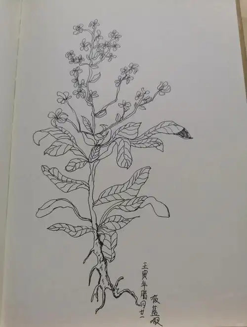 🌿板蓝根的解毒利咽秘籍,画功提升速看!