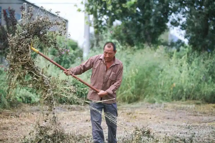 赵庄村发展村集体经济让村民秦自力实现了在家门口就业驻村第一书记胡