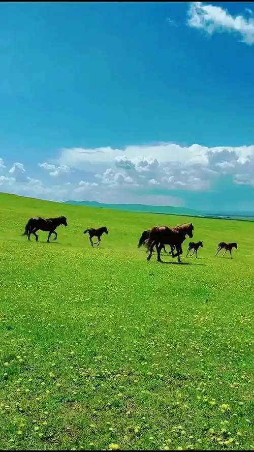 火萤 视频:骏马奔驰在草原上