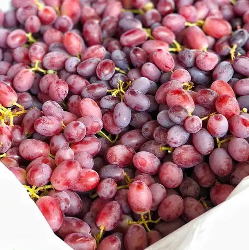 克瑞森澳洲维多利亚克瑞森红提小颗粒款无籽红提因为水分好所以甜而不