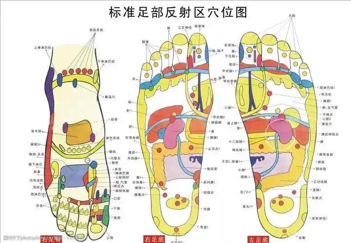 关键词:标准足部挂图 足按 足部挂图 保健 推拿 按摩 脚掌结构图 海报