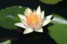 睡莲图片_睡莲图片图片素材_第9页