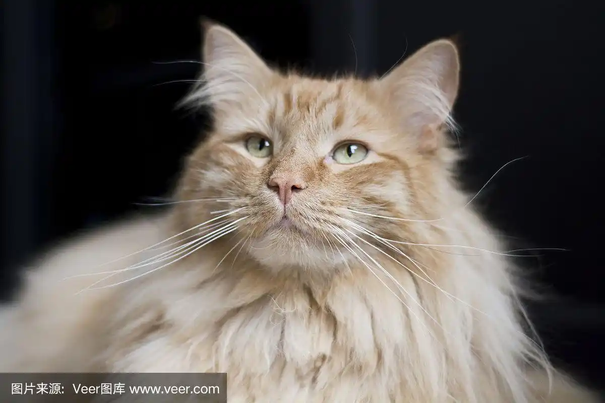 橙色缅因猫抬头看