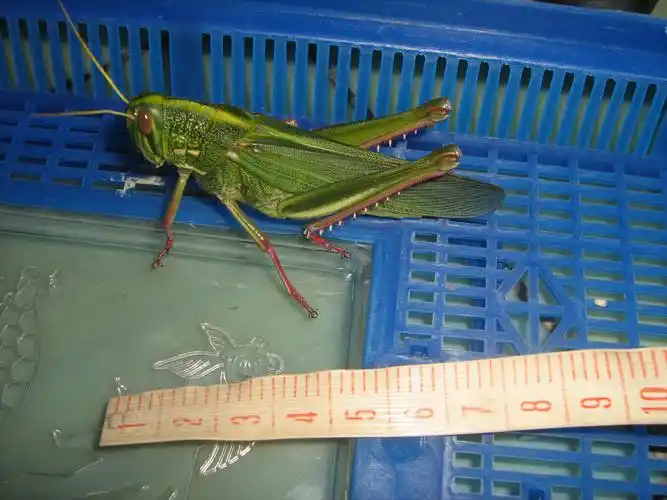 p>蝗虫,俗称"蚂蚱",属直翅目,包括 a href="#" data-lemmaid="