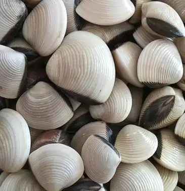 [白螺批发]白贝价格5.00元/斤 - 一亩田