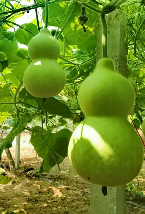 锦州医科大百亩特型葫芦园