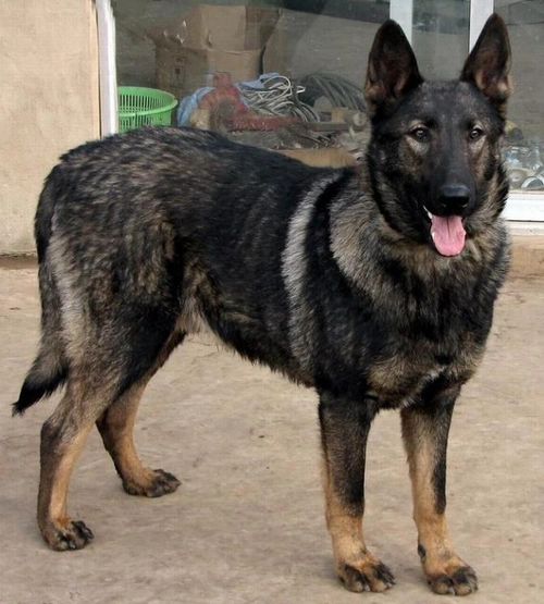 狼犬并不是由野狼与家犬杂交所得与混血狼有区别