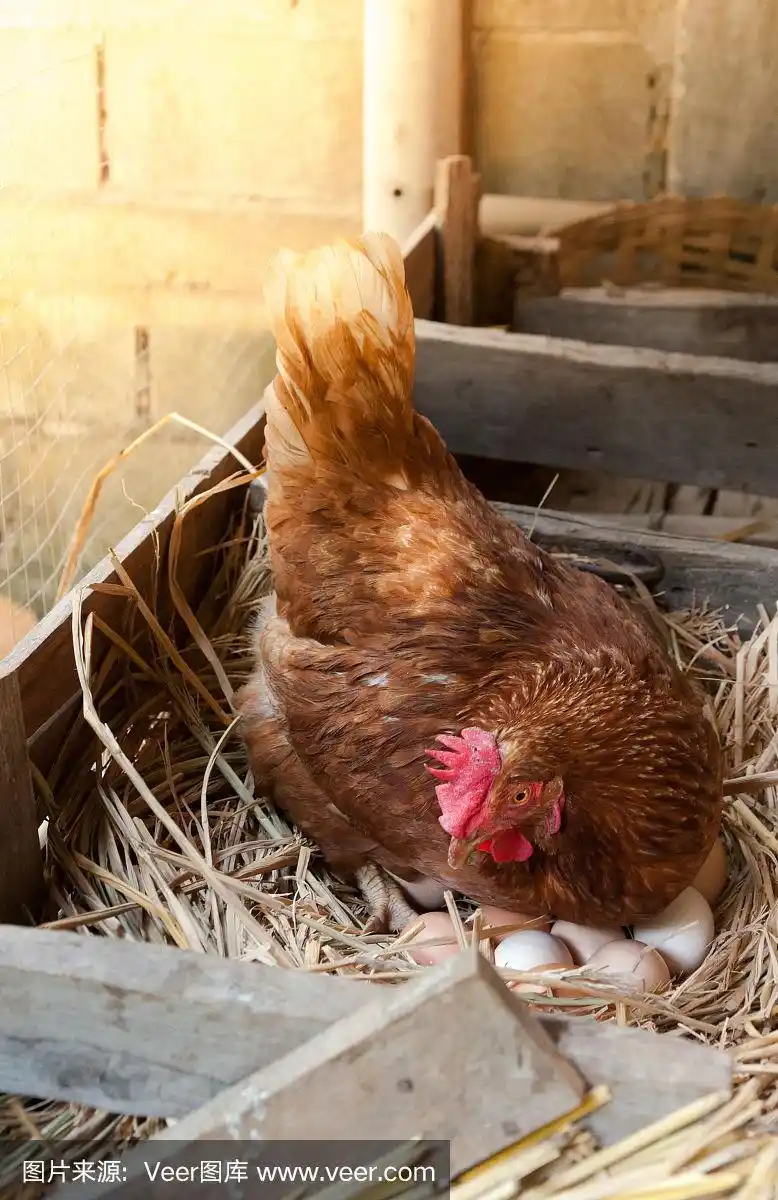 母鸡在窝里孵蛋