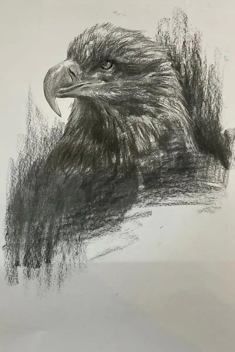 掠食者雄鹰 #美术生 #画画 #素描 - 抖音