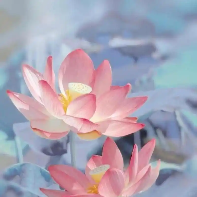 头像·心静如水