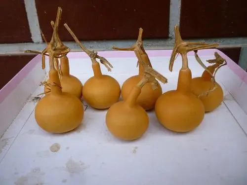 大量批发 单柄葫芦 独巴小葫芦, 天然葫芦 端午节葫芦,工艺葫芦