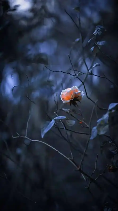 壁纸|冷酷个性的暗色系壁纸_wi-fi_图片_字体