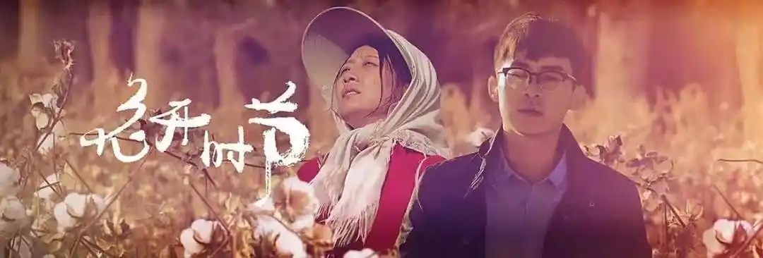 我在新疆采棉花!《花开时节》今起河南卫视重播