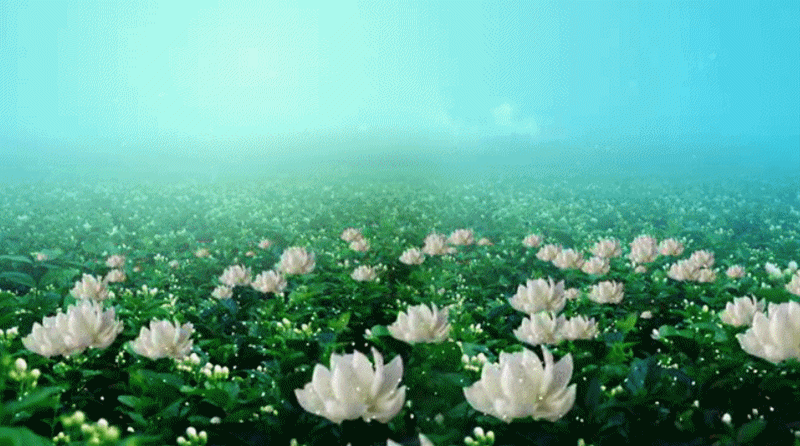 用抠抠视频秀生成的gif动画(鲜花素材)