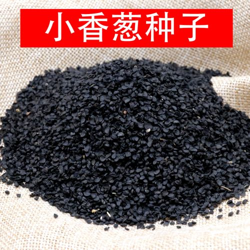 农乐种业四季小香葱种子上海小葱籽本地白根小葱种籽味香散装