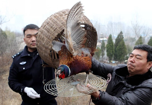 用野鸡诱捕同伴!平顶山男子网上兜售"野鸡媒"被查